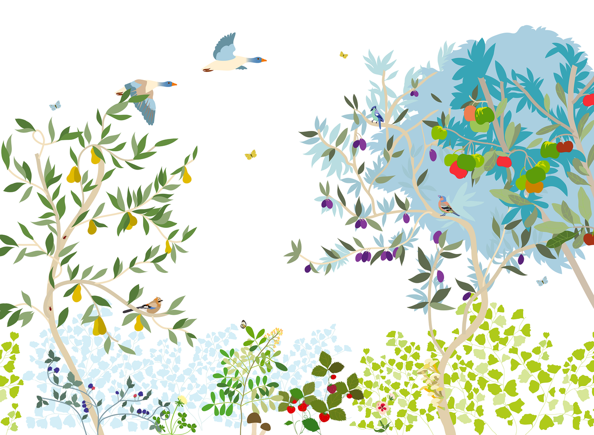 little cabari papier peint nature oiseau couleur multicolore